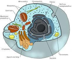 32. Biología molecular y genetica. Fisiología reproductiva