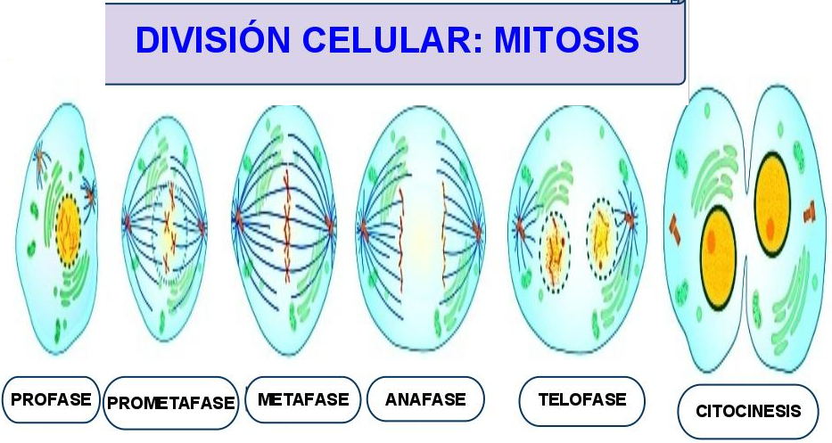 32. Biología molecular y genetica. Fisiología reproductiva