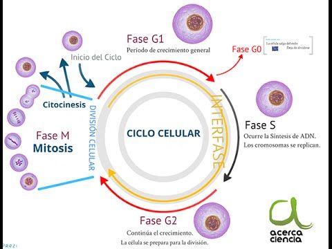 32. Biología molecular y genetica. Fisiología reproductiva