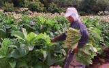 PRINCIPALES CULTIVOS CON MECANIZACIÓN AGRICOLA EN EL HUILA