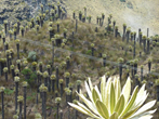 ECOLOGÍA Y TIPOS DE ECOSISTEMAS COLOMBIANOS