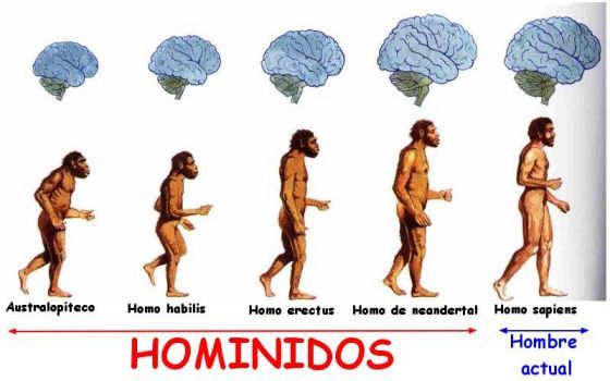 Del Big Bang al Homo Sapiens