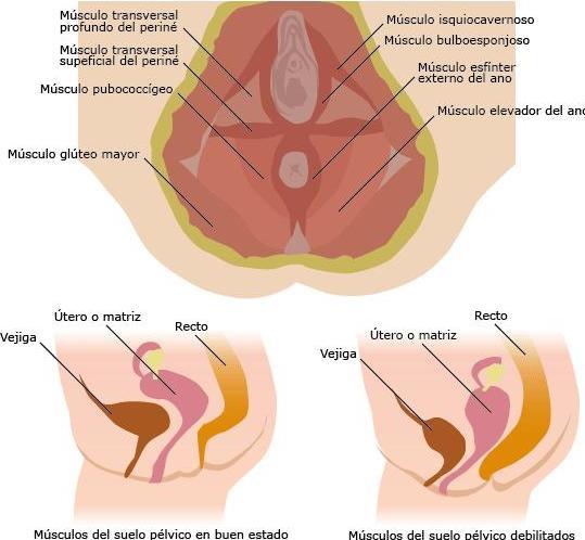 39. Incontinencia urinaria, prolapso genital, trastornos del piso pélvico