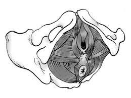 39. Incontinencia urinaria, prolapso genital, trastornos del piso pélvico