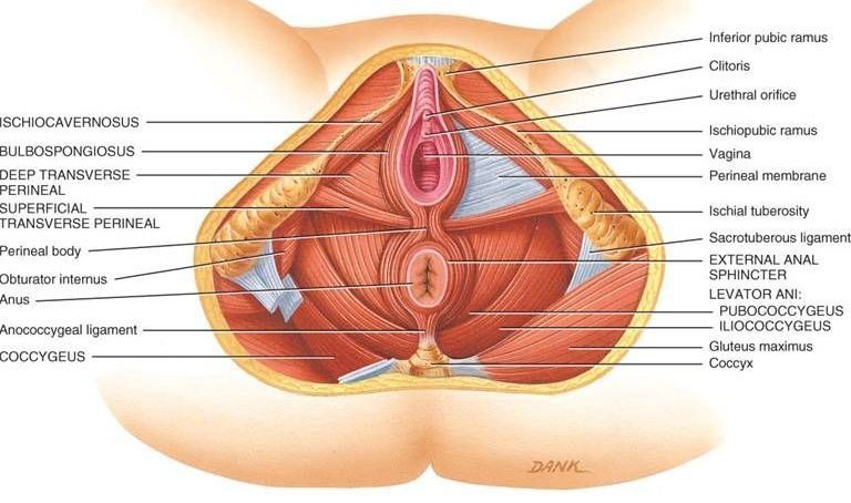 39. Incontinencia urinaria, prolapso genital, trastornos del piso pélvico