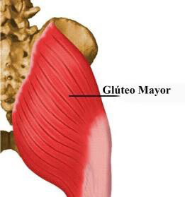 Inserciones musculares:
cara interna de pelvis