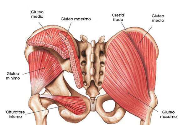 Inserciones musculares: cara interna de pelvis