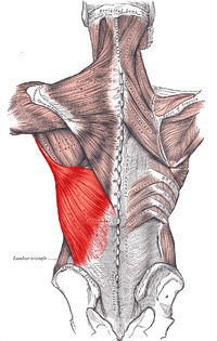 Inserciones musculares: cara interna de pelvis