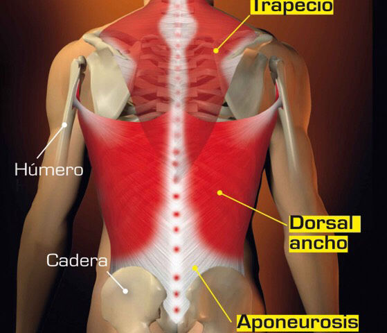 Inserciones musculares: cara interna de pelvis