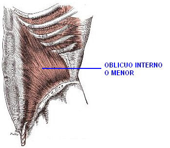 Inserciones musculares: cara interna de pelvis