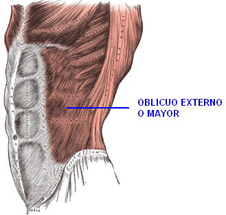 Inserciones musculares: cara interna de pelvis