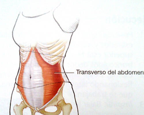 Inserciones musculares: cara interna de pelvis