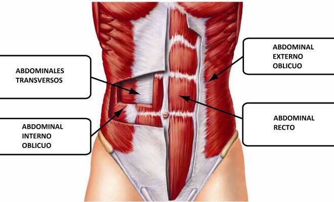 Inserciones musculares: cara interna de pelvis