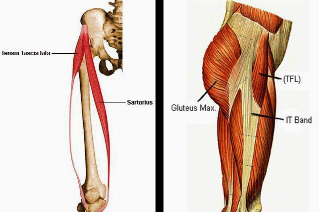 Inserciones musculares: cara interna de pelvis