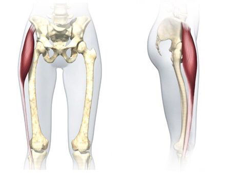 Inserciones musculares: cara interna de pelvis