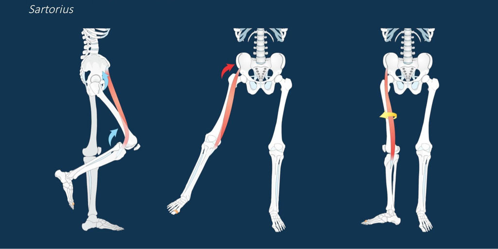 Inserciones musculares: cara interna de pelvis
