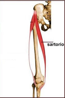 Inserciones musculares: cara interna de pelvis