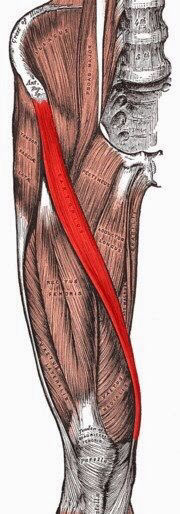 Inserciones musculares: cara interna de pelvis