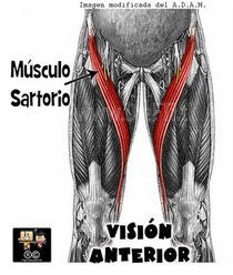 Inserciones musculares: cara interna de pelvis