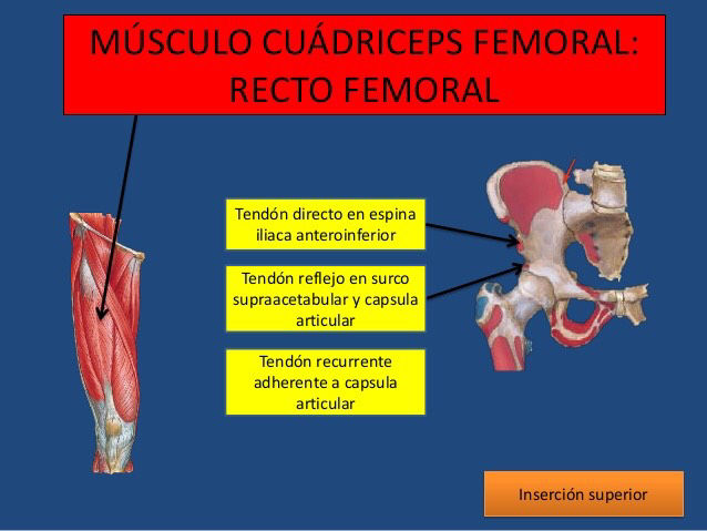 Inserciones musculares: cara interna de pelvis