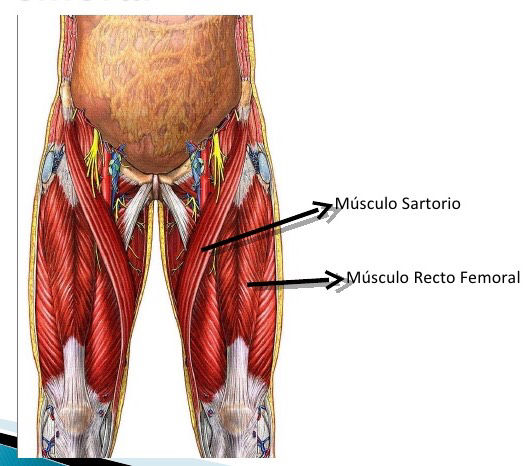 Inserciones musculares: cara interna de pelvis