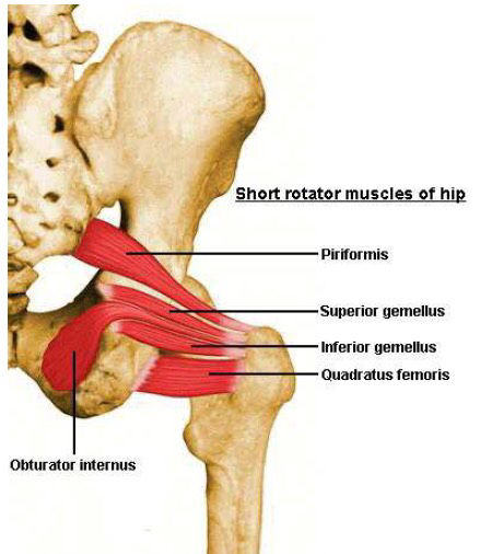Inserciones musculares: cara interna de pelvis