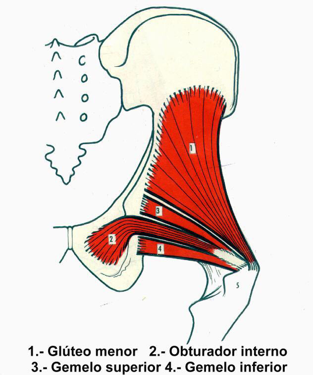 Inserciones musculares: cara interna de pelvis