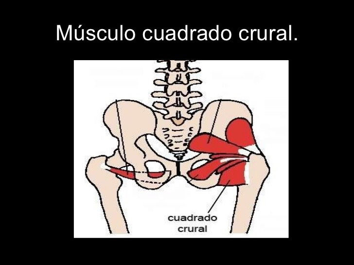 Inserciones musculares: cara interna de pelvis