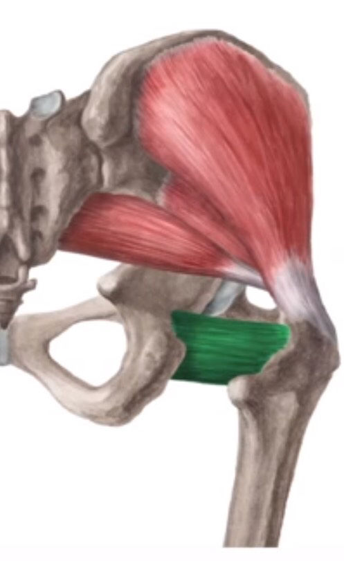 Inserciones musculares: cara interna de pelvis