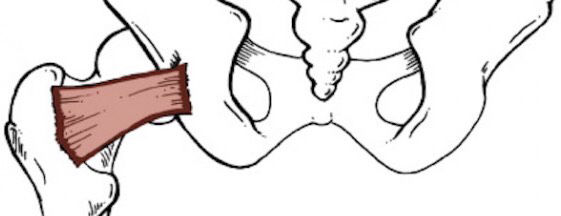 Inserciones musculares: cara interna de pelvis