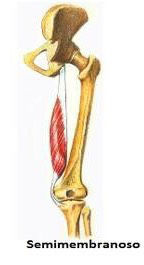 Inserciones musculares: cara interna de pelvis
