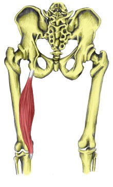 Inserciones musculares: cara interna de pelvis