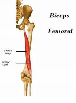 Inserciones musculares: cara interna de pelvis
