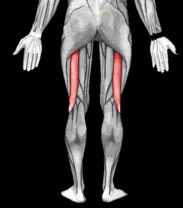 Inserciones musculares: cara interna de pelvis