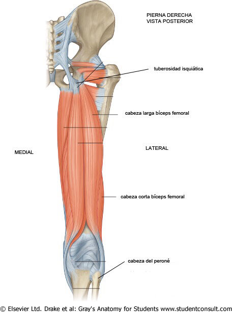 Inserciones musculares: cara interna de pelvis