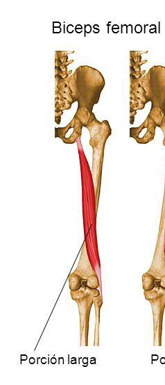 Inserciones musculares: cara interna de pelvis