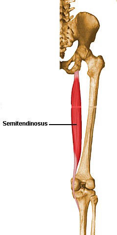 Inserciones musculares: cara interna de pelvis