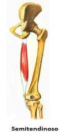 Inserciones musculares: cara interna de pelvis