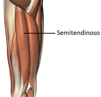 Inserciones musculares: cara interna de pelvis