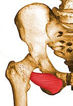 Inserciones musculares: cara interna de pelvis