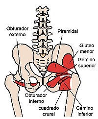 Inserciones musculares: cara interna de pelvis