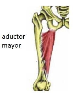 Inserciones musculares: cara interna de pelvis