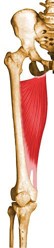 Inserciones musculares: cara interna de pelvis