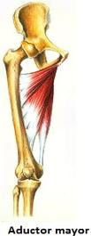Inserciones musculares: cara interna de pelvis