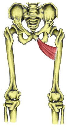 Inserciones musculares: cara interna de pelvis