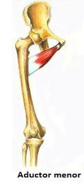 Inserciones musculares: cara interna de pelvis