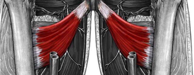 Inserciones musculares: cara interna de pelvis