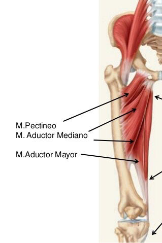 Inserciones musculares: cara interna de pelvis