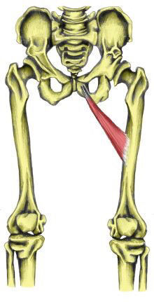 Inserciones musculares: cara interna de pelvis
