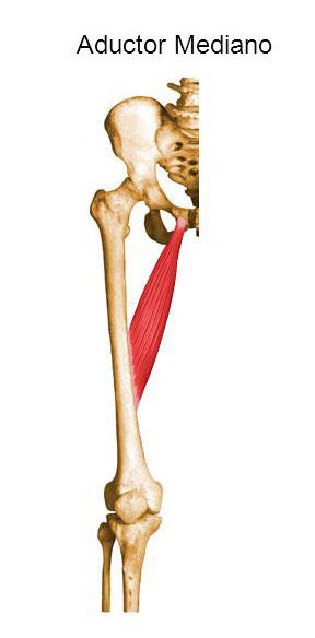 Inserciones musculares: cara interna de pelvis